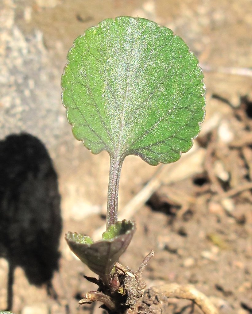 Viola rupestris